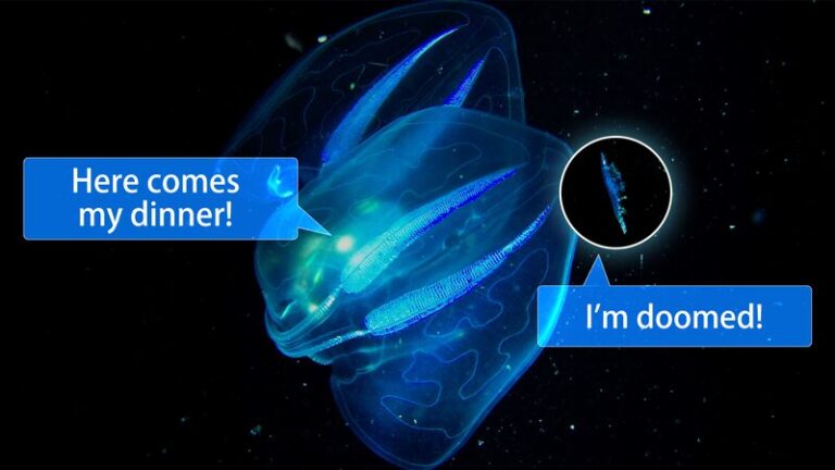 __Comb_Jelly_s_Dazzling_Light_Show__Nature_s_Shiny_Trap_in_the_Deep video poster