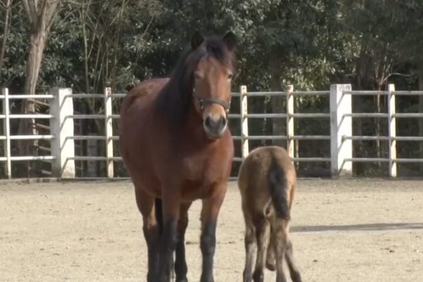 Comeback of the Ningqiang Pony: Population Reaches 206 in China Comeback_of_the_Ningqiang_Pony__Population_Reaches_206_in_China video poster