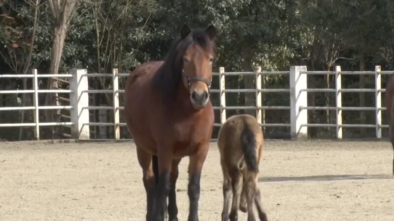 Comeback_of_the_Ningqiang_Pony__Population_Reaches_206_in_China_poster - News for amigos, by amigos Comeback_of_the_Ningqiang_Pony__Population_Reaches_206_in_China video poster