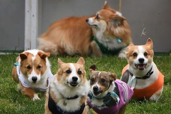 Corgis Shine in Vilnius: Racing and Runway Extravaganza in Lithuania! Corgis_Shine_in_Vilnius__Racing_and_Runway_Extravaganza_in_Lithuania_ video poster