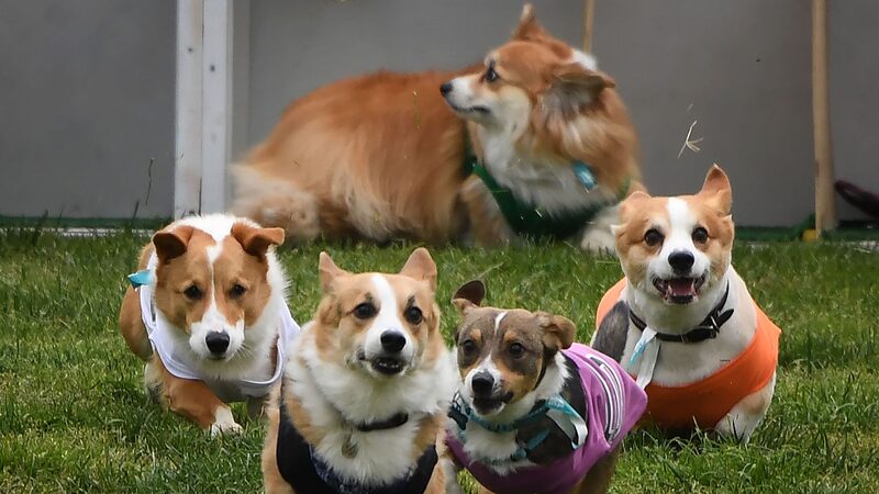 Corgis_Shine_in_Vilnius__Racing_and_Runway_Extravaganza_in_Lithuania__poster - News for amigos, by amigos Corgis_Shine_in_Vilnius__Racing_and_Runway_Extravaganza_in_Lithuania_ video poster
