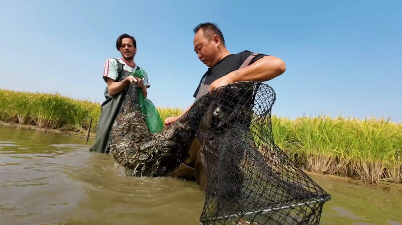 Crabs_in_the_Rice_Paddies__A_New_Flavor_Emerges_in_Ningxia_poster - News for amigos, by amigos Crabs_in_the_Rice_Paddies__A_New_Flavor_Emerges_in_Ningxia video poster