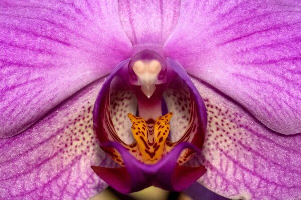 🌺 Cracking Darwin’s ‘Abominable Mystery’: Global Scientists Rebuild Plant DNA Tree __Cracking_Darwin_s__Abominable_Mystery___Global_Scientists_Rebuild_Plant_DNA_Tree