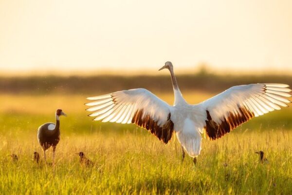 Cranes Groove at Sunset: A Magical Dance in Daqing’s Fields 🌅 Cranes_Groove_at_Sunset__A_Magical_Dance_in_Daqing_s_Fields__