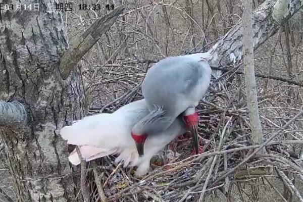Crested Ibises Make a Comeback in NW China 🐦✨ Crested_Ibises_Make_a_Comeback_in_NW_China___ video poster