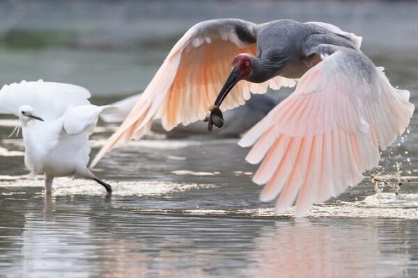 Crested Ibises Soar Again: China’s Conservation Miracle in Shaanxi Province 🐦✨ Crested_Ibises_Soar_Again__China_s_Conservation_Miracle_in_Shaanxi_Province___ video poster