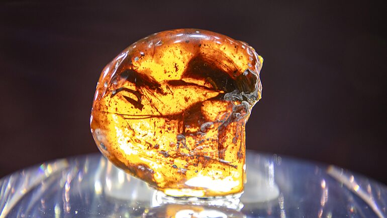 Cretaceous_Amber_Shines_Bright_at_2024_Shanghai_Import_Expo__