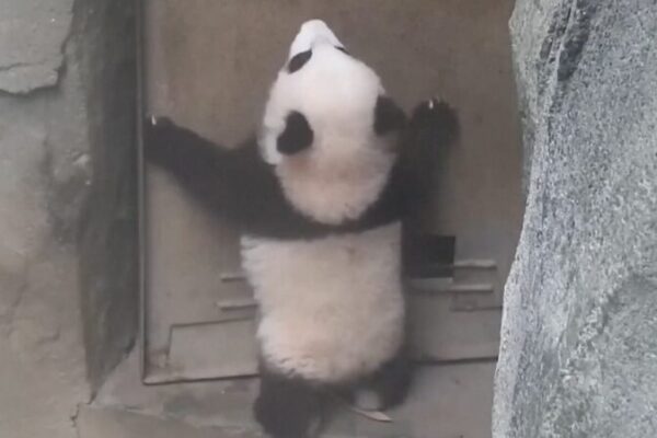 Curious Panda Cub Tries to Open Door at Chengdu Research Base 🐼 Curious_Panda_Cub_Tries_to_Open_Door_at_Chengdu_Research_Base__ video poster