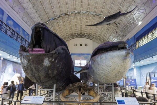 Dalian’s Natural History Museum: Where Man Meets Nature 🌿🌊 Dalian_s_Natural_History_Museum__Where_Man_Meets_Nature___