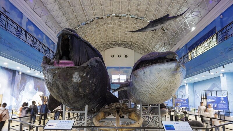 Dalian_s_Natural_History_Museum__Where_Man_Meets_Nature___ - News for amigos, by amigos Dalian_s_Natural_History_Museum__Where_Man_Meets_Nature___