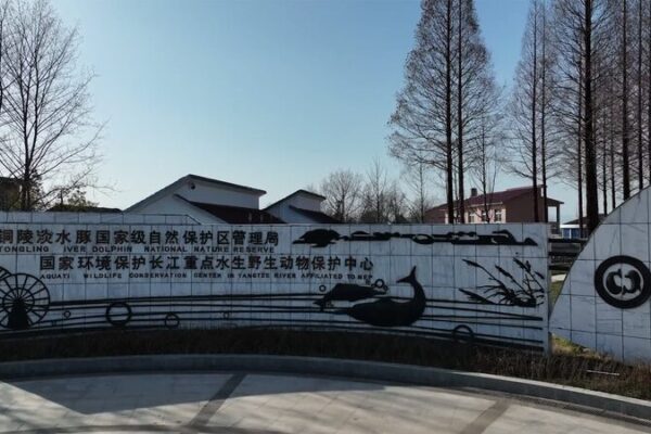 Datong_s_Quest_to_Save_the_Yangtze_Finless_Porpoise video poster