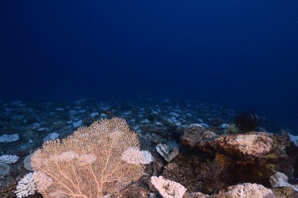 Deep-Sea Discoveries: Chinese Scientists Unearth Potential Super Antibiotics 🌊🔬 Deep_Sea_Discoveries__Chinese_Scientists_Unearth_Potential_Super_Antibiotics___