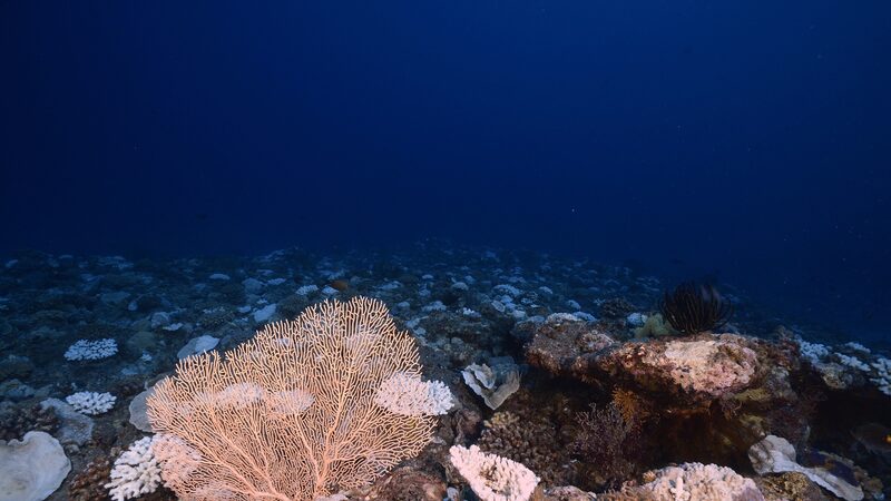 Deep_Sea_Discoveries__Chinese_Scientists_Unearth_Potential_Super_Antibiotics___ - News for amigos, by amigos Deep_Sea_Discoveries__Chinese_Scientists_Unearth_Potential_Super_Antibiotics___