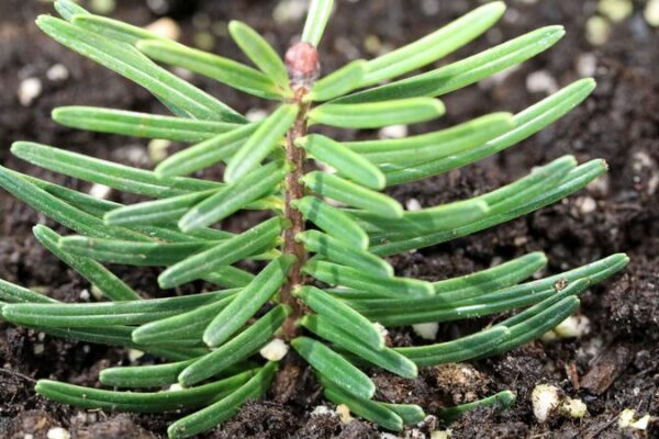 Delicate Giant Returns: 1,000 Fanjingshan Fir Seedlings Bred in China Delicate_Giant_Returns__1_000_Fanjingshan_Fir_Seedlings_Bred_in_China