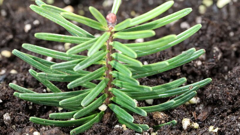 Delicate_Giant_Returns__1_000_Fanjingshan_Fir_Seedlings_Bred_in_China - News for amigos, by amigos Delicate_Giant_Returns__1_000_Fanjingshan_Fir_Seedlings_Bred_in_China