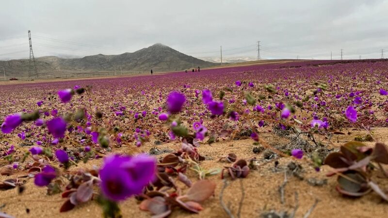 Desert_Blooms__Chile_s_Atacama_Flowers_Emerge_Early_After_Rare_Rainfall - News for amigos, by amigos Desert_Blooms__Chile_s_Atacama_Flowers_Emerge_Early_After_Rare_Rainfall