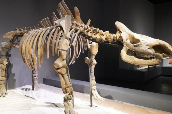 Did We Ice Out the Woolly Rhino? 🦏❄️ New Study Says Yes! Did_We_Ice_Out_the_Woolly_Rhino______New_Study_Says_Yes_