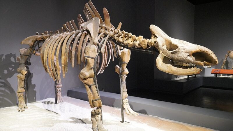 Did_We_Ice_Out_the_Woolly_Rhino______New_Study_Says_Yes_