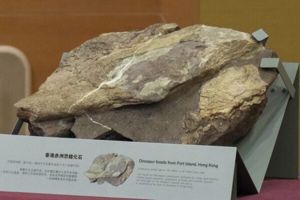 Dinosaurs in Hong Kong?! First Fossils Unearthed on Port Island 🦖 Dinosaurs_in_Hong_Kong___First_Fossils_Unearthed_on_Port_Island__