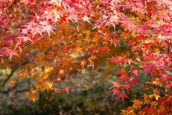Discover China’s Top 4 Autumn Leaf-Peeping Mountains 🍁 Discover_China_s_Top_4_Autumn_Leaf_Peeping_Mountains__