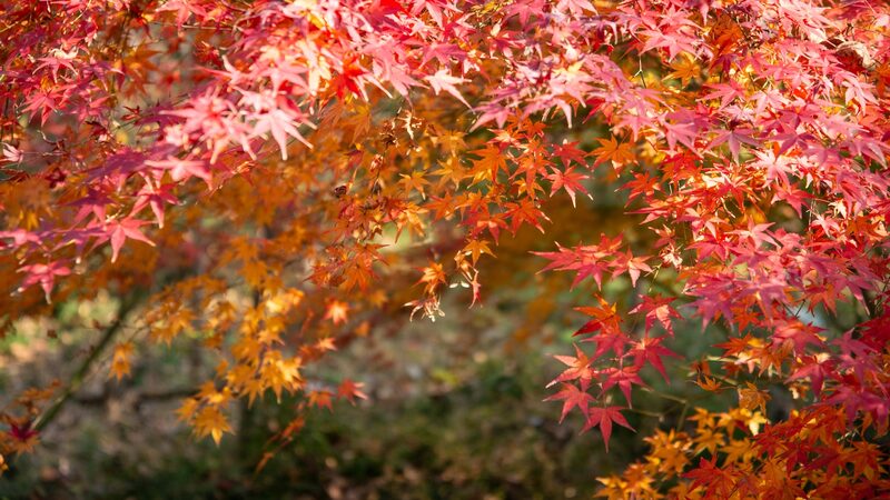 Discover_China_s_Top_4_Autumn_Leaf_Peeping_Mountains__ - News for amigos, by amigos Discover_China_s_Top_4_Autumn_Leaf_Peeping_Mountains__