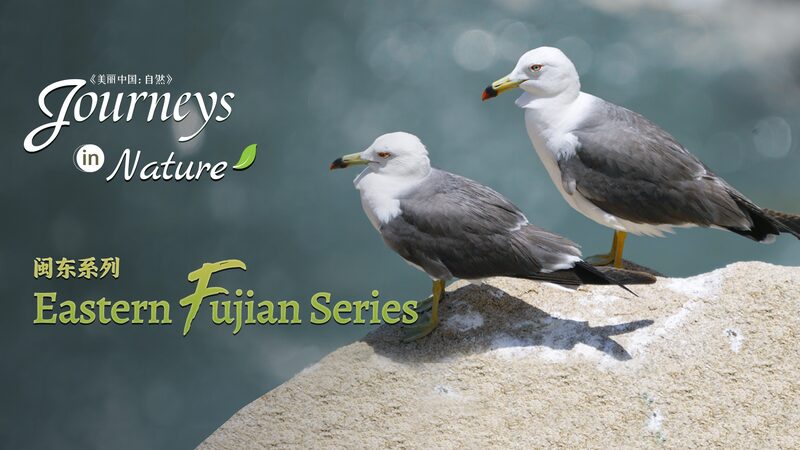 Discover_Eastern_Fujian_s_Bird_Island__Home_of_the_Black_Tailed_Gulls_poster - News for amigos, by amigos Discover_Eastern_Fujian_s_Bird_Island__Home_of_the_Black_Tailed_Gulls video poster