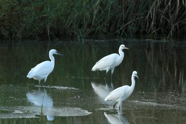 Discover Egrets in North China’s Caofeidian Wetland – A Wildlife Paradise! Discover_Egrets_in_North_China_s_Caofeidian_Wetland___A_Wildlife_Paradise_ video poster