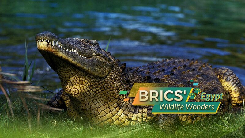 Discover_Egypt_s_Nubian_Ibex__Desert_s_Daring_Climbers___ - News for amigos, by amigos Discover_Egypt_s_Nubian_Ibex__Desert_s_Daring_Climbers___