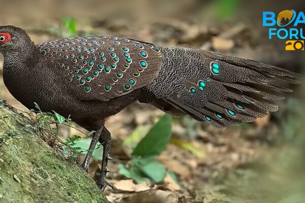Discover Hainan’s Feathered Wonders: A Bird Paradise Awaits! 🐦🌴 Discover_Hainan_s_Feathered_Wonders__A_Bird_Paradise_Awaits____