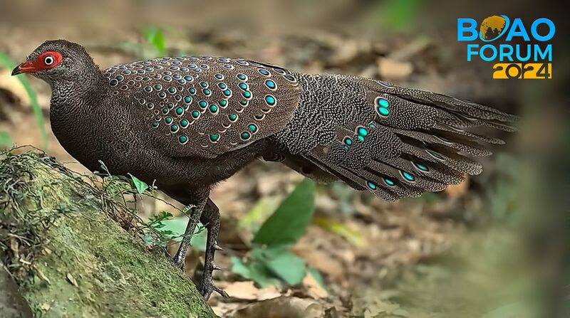 Discover_Hainan_s_Feathered_Wonders__A_Bird_Paradise_Awaits____