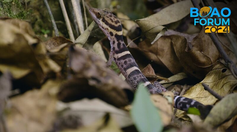 Discover_Hainan_s_Vibrant_Geckos__A_Nocturnal_Wonderland___ - News for amigos, by amigos Discover_Hainan_s_Vibrant_Geckos__A_Nocturnal_Wonderland___