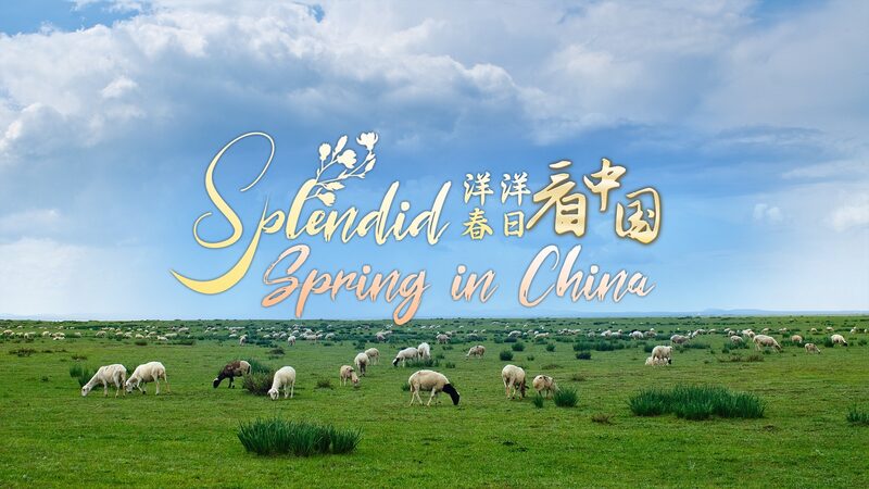 Discover_Hexigten__Inner_Mongolia_s_Hidden_Springtime_Paradise__ video poster
