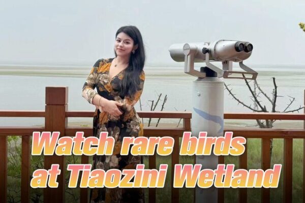Discover Rare Birds at Tiaozini Wetland in Jiangsu Province Discover_Rare_Birds_at_Tiaozini_Wetland_in_Jiangsu_Province video poster