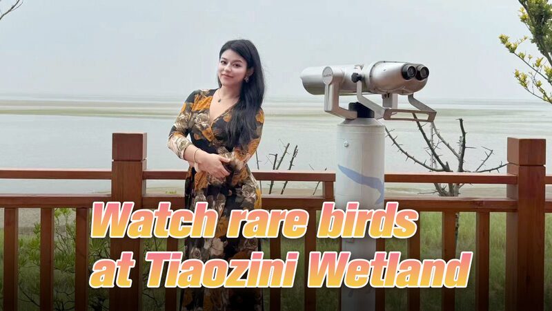 Discover_Rare_Birds_at_Tiaozini_Wetland_in_Jiangsu_Province_poster - News for amigos, by amigos Discover_Rare_Birds_at_Tiaozini_Wetland_in_Jiangsu_Province video poster