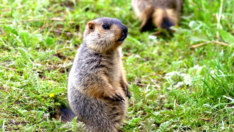 Discover_Summer_Bliss_on_Gannan_s_Sangke_Grassland_poster - News for amigos, by amigos Discover_Summer_Bliss_on_Gannan_s_Sangke_Grassland video poster