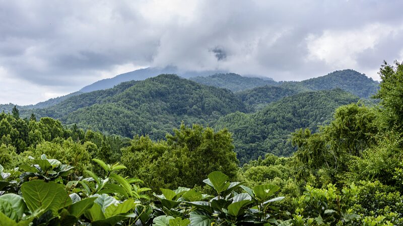 Discover_Wuzhi_Mountain__Hainan_s_Five_Fingered_Wonder___poster - News for amigos, by amigos Discover_Wuzhi_Mountain__Hainan_s_Five_Fingered_Wonder__ video poster