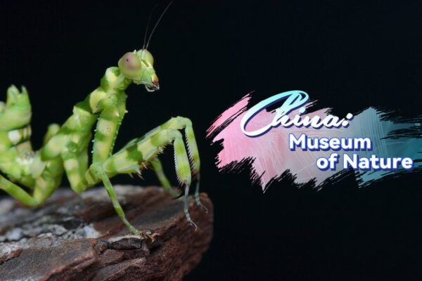 Discover Yunnan’s Rainforest: An Epic Insect Adventure! 🦋🌴 Discover_Yunnan_s_Rainforest__An_Epic_Insect_Adventure____ video poster