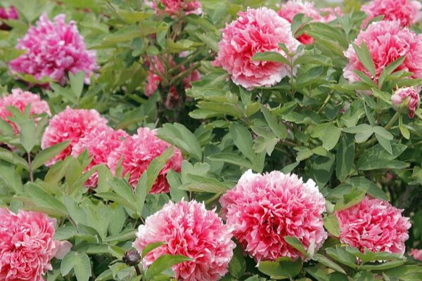 Discover the Blooming Peonies of Heze City 🌸: China’s Peony Capital Awaits! Discover_the_Blooming_Peonies_of_Heze_City____China_s_Peony_Capital_Awaits_ video poster