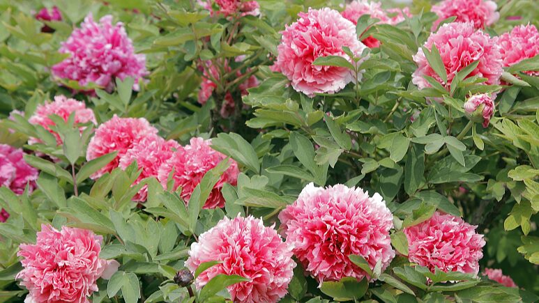 Discover_the_Blooming_Peonies_of_Heze_City____China_s_Peony_Capital_Awaits__poster - News for amigos, by amigos Discover_the_Blooming_Peonies_of_Heze_City____China_s_Peony_Capital_Awaits_ video poster