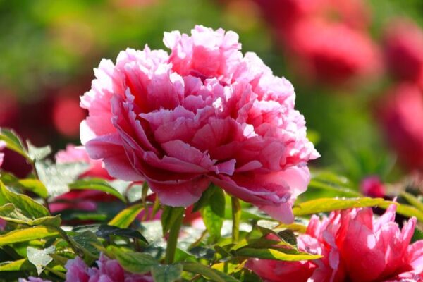 Discover the Blooming Wonders of Heze: China’s Peony Capital 🌸 Discover_the_Blooming_Wonders_of_Heze__China_s_Peony_Capital__ video poster