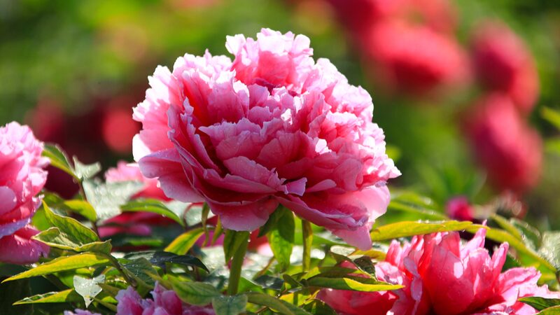 Discover_the_Blooming_Wonders_of_Heze__China_s_Peony_Capital___poster - News for amigos, by amigos Discover_the_Blooming_Wonders_of_Heze__China_s_Peony_Capital__ video poster