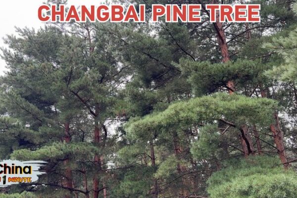 Discover the Changbai Pines: Jilin’s Natural Oxygen Bar 🌲💚 Discover_the_Changbai_Pines__Jilin_s_Natural_Oxygen_Bar___ video poster