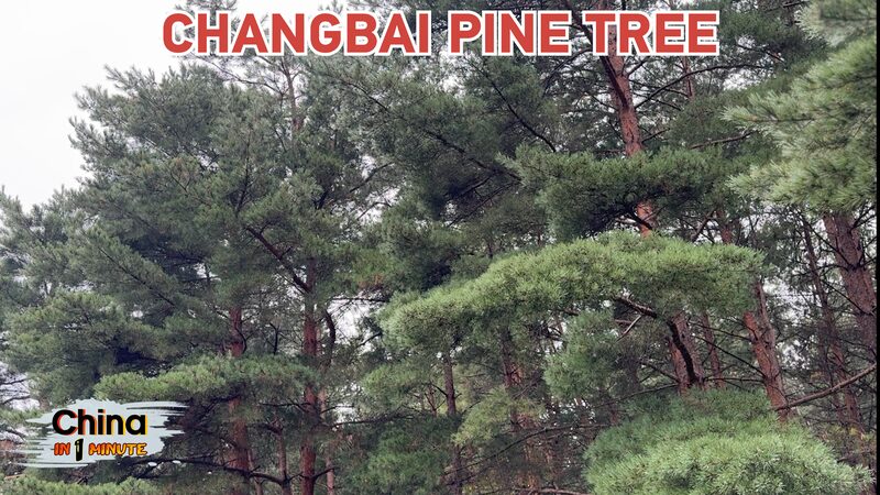 Discover_the_Changbai_Pines__Jilin_s_Natural_Oxygen_Bar___ video poster