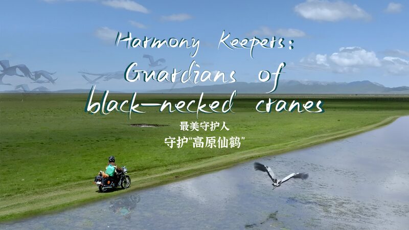 Discover_the_Enchanting_Black_Necked_Cranes_of_Sichuan_s_Highlands____poster - News for amigos, by amigos Discover_the_Enchanting_Black_Necked_Cranes_of_Sichuan_s_Highlands___ video poster