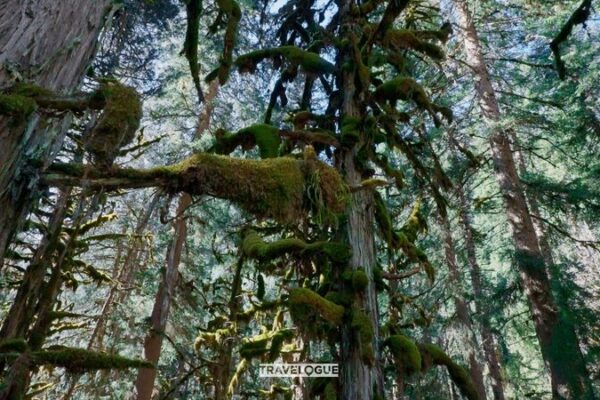 Discover the Enchanting Forests of Mount Siguniang’s Valleys 🌲✨ Discover_the_Enchanting_Forests_of_Mount_Siguniang_s_Valleys___