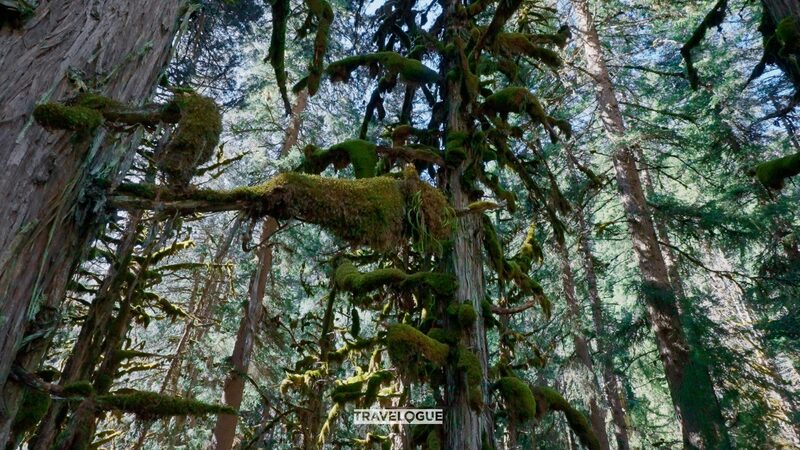 Discover_the_Enchanting_Forests_of_Mount_Siguniang_s_Valleys___ - News for amigos, by amigos Discover_the_Enchanting_Forests_of_Mount_Siguniang_s_Valleys___