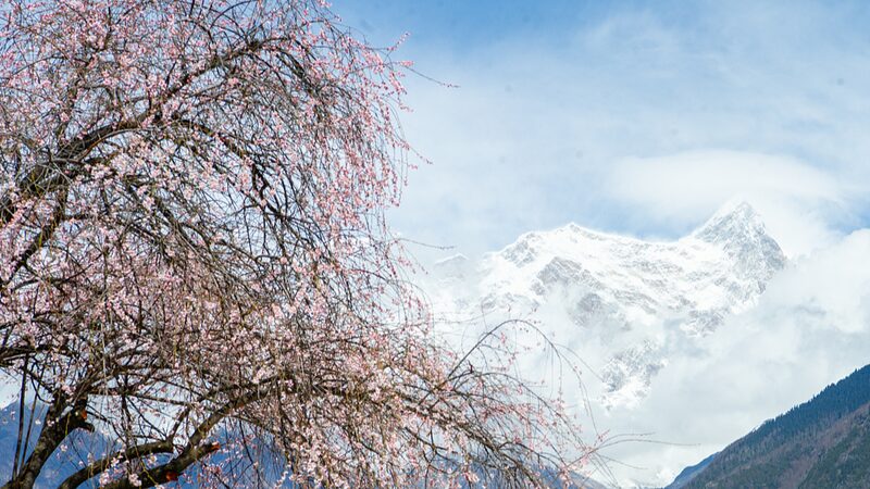 Discover_the_Enchanting_Peach_Blossoms_of_China_s_Nyingchi_poster - News for amigos, by amigos Discover_the_Enchanting_Peach_Blossoms_of_China_s_Nyingchi video poster