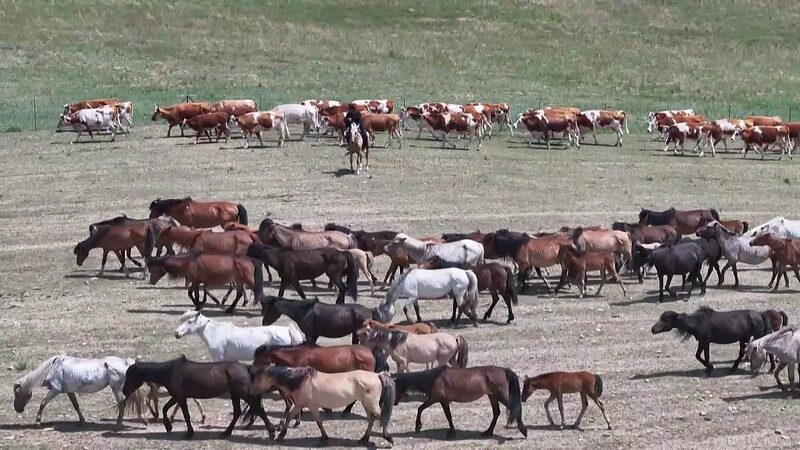 Discover_the_Golden_Season_of_Inner_Mongolia_s_Summer_Pastures_poster - News for amigos, by amigos Discover_the_Golden_Season_of_Inner_Mongolia_s_Summer_Pastures video poster