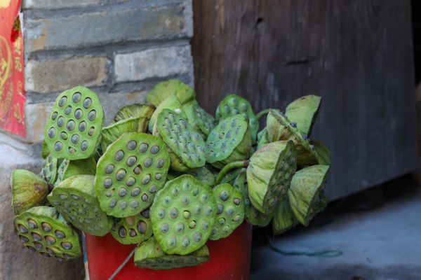 Discover the Magic of Lotus Seeds in Wufu Ancient Town 🌿 Discover_the_Magic_of_Lotus_Seeds_in_Wufu_Ancient_Town__