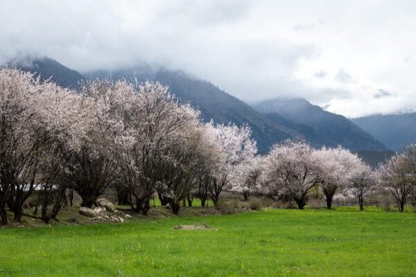 Discover the Magic of Nyingchi’s Wild Peach Blossom Valley 🌸 Discover_the_Magic_of_Nyingchi_s_Wild_Peach_Blossom_Valley__ video poster